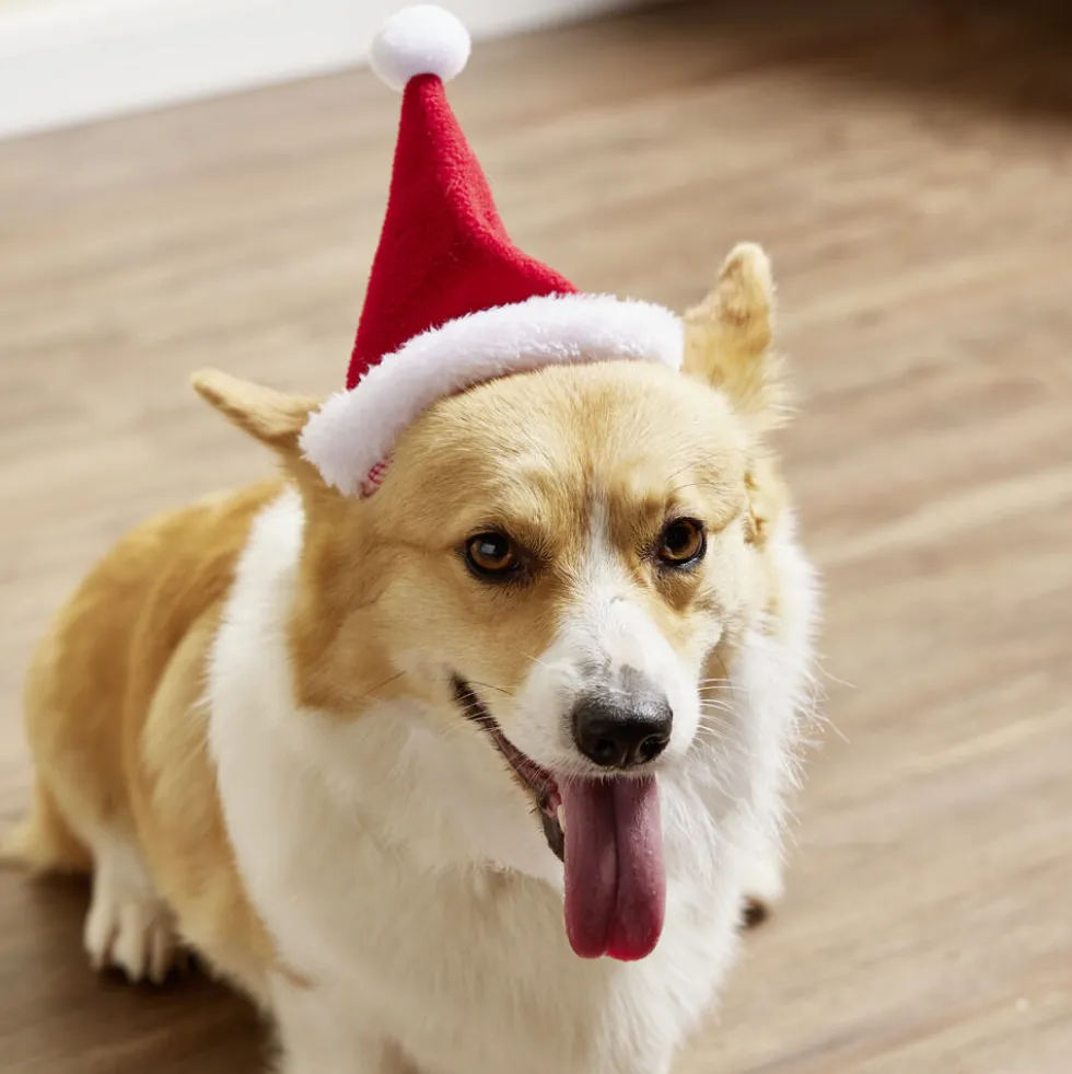 Bonnet pour chien Père Noël L17xH13cm