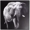 Cadre déco en bois photo éléphant 30x30cm