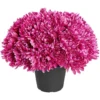 Chrysanthèmes artificiels dans pot - 29 têtes - Violet